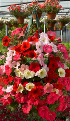 Петуния NIVOLA MIX (Драже)