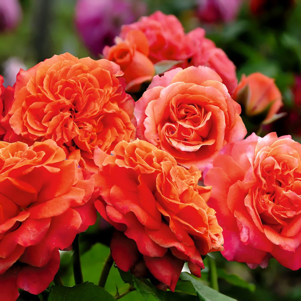 Эмильен Гийо (Emilien Guillot)