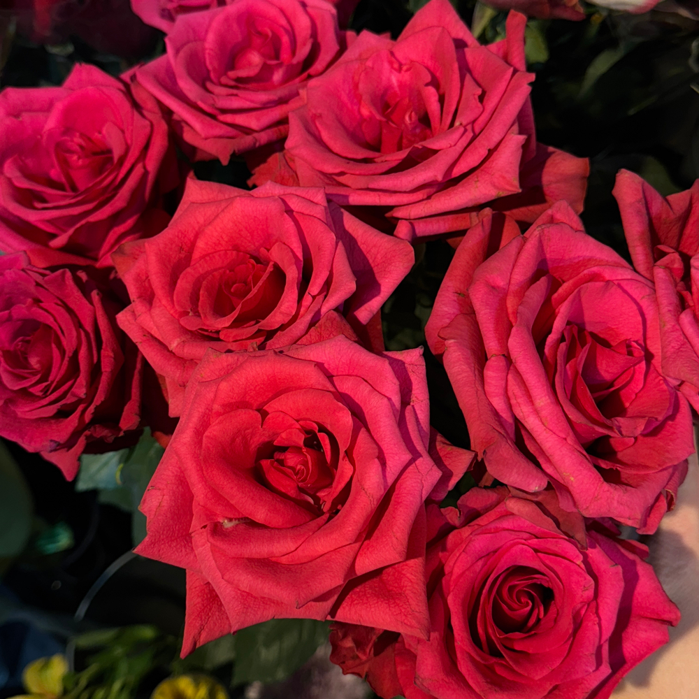 Роза hot explorer 60 см / 1 шт