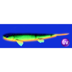 Слаг силиконовый Vido Craft Sebastian (20см / 8"), 2шт