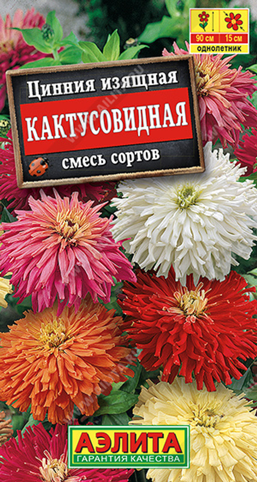 Цинния изящная Кактусовидная, смесь сортов
