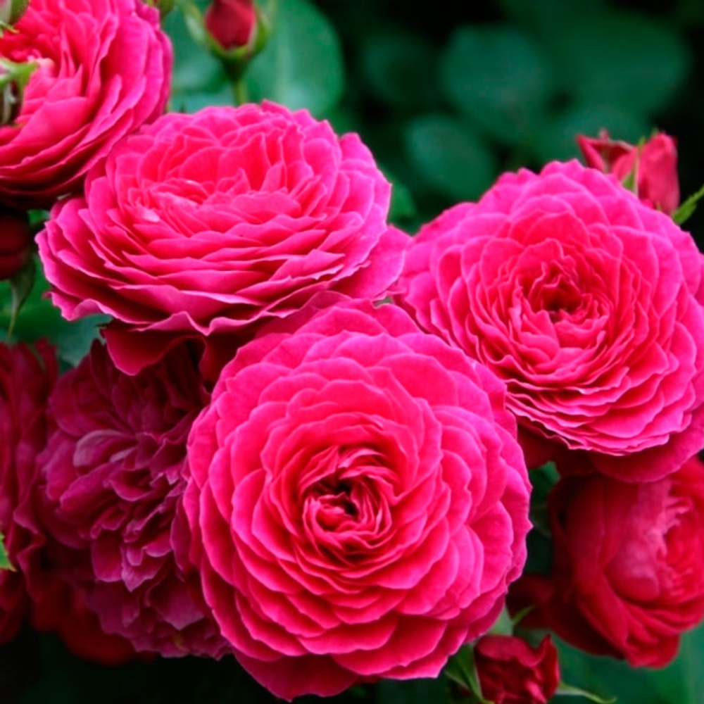 Роза флорибунда "Domaine de St Jean de Beauregard"