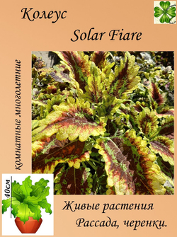 Колеус Solar Fiare