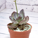 Kalanchoe Humilis (Каланхоэ)