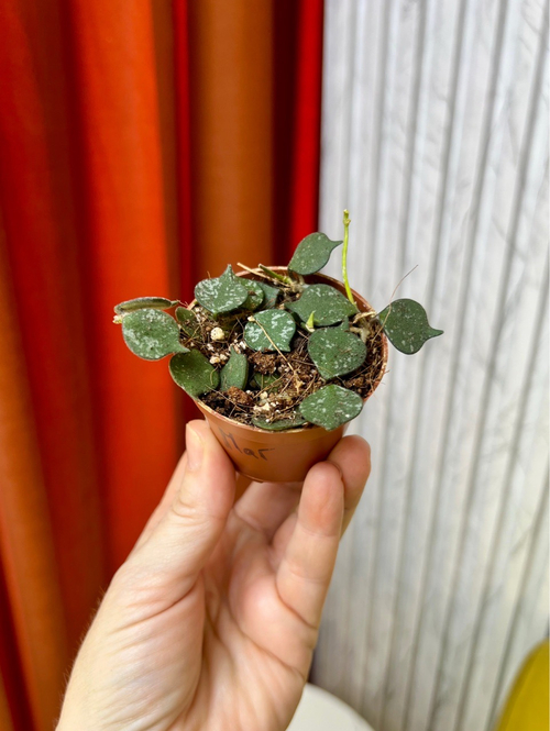 Хойя Куртиси, D5см Н10см, 1шт, Urban Jungle