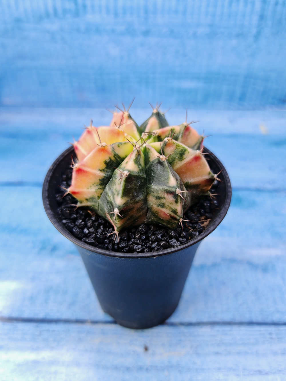 Gymnocalycium Variegata (Гимнокалициум Вариегатный)