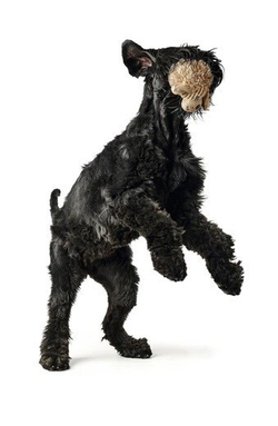 HUNTER Игрушка для собак Pori Dog