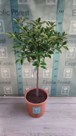 Кумкват Обовата