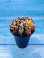 Gymnocalycium Variegata (Гимнокалициум Вариегатный)