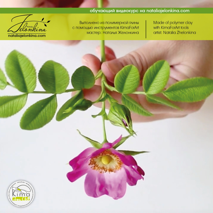 Шиповник лист средний