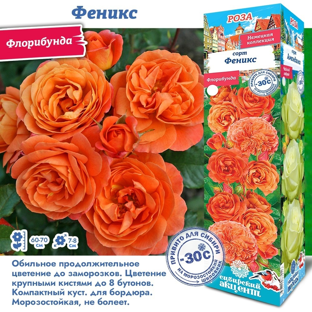 Роза Феникс (Флорибунда)
