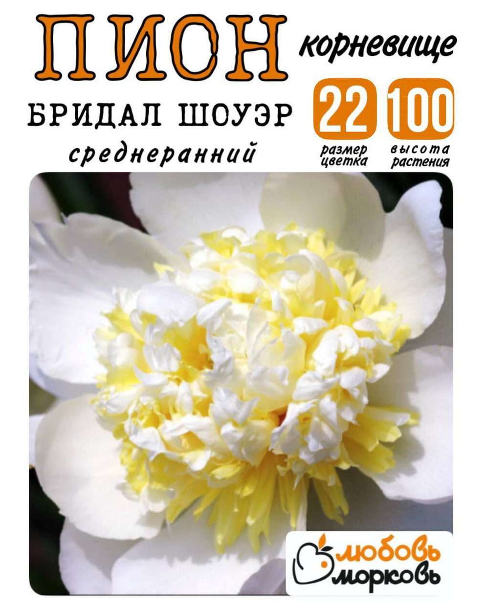 Пион Корневище, Бридал Шоуэр, 1-3почки, 1шт (Любовь Морковь)