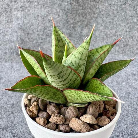 Сансевиерия APOLLO