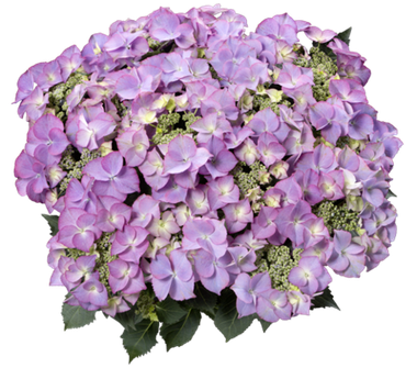 Гортензия крупнолистная (Macrophylla) Tiffany Purple 6 шт.