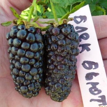 Ежевика Блэк Бьюти