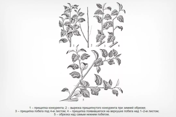 Летняя обрезка плодовых деревьев: секрет урожая в Сибири Летняя обрезка плодовых деревьев: секрет урожая в Сибири