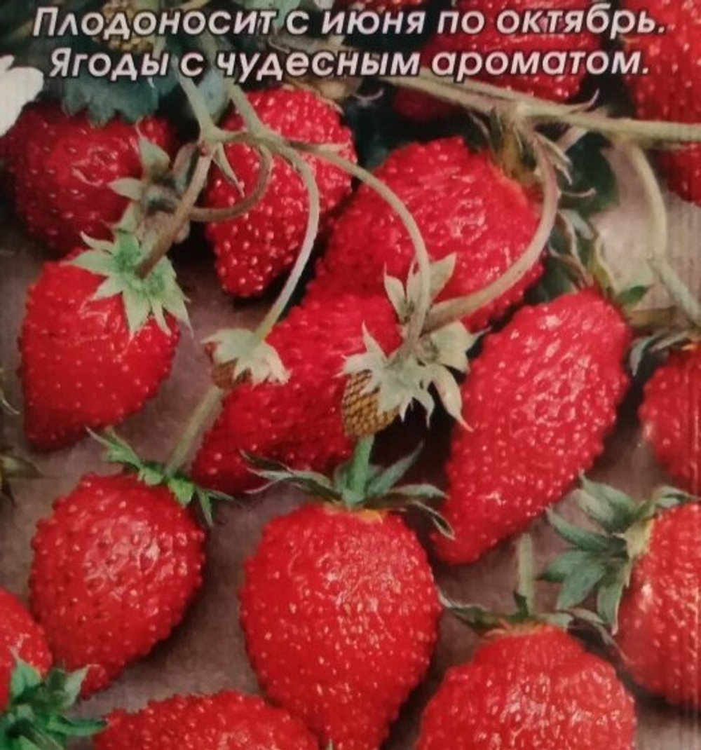 Земляника Руяна Аэлита