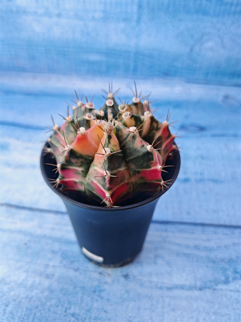 Gymnocalycium Variegata (Гимнокалициум Вариегатный)