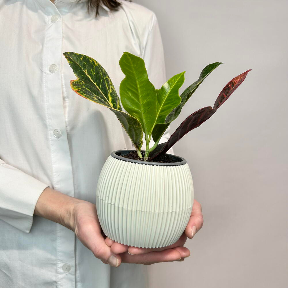 Кротон мини