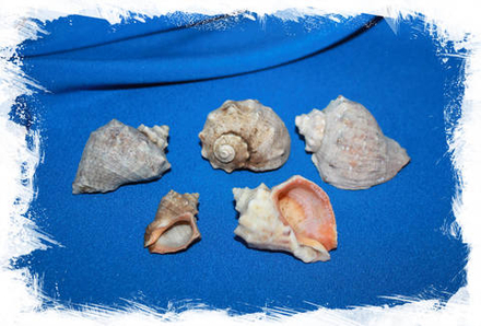 Ракушки Рапана 400 гр.