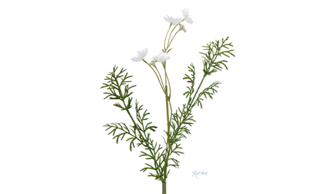 Цикорий - Белый