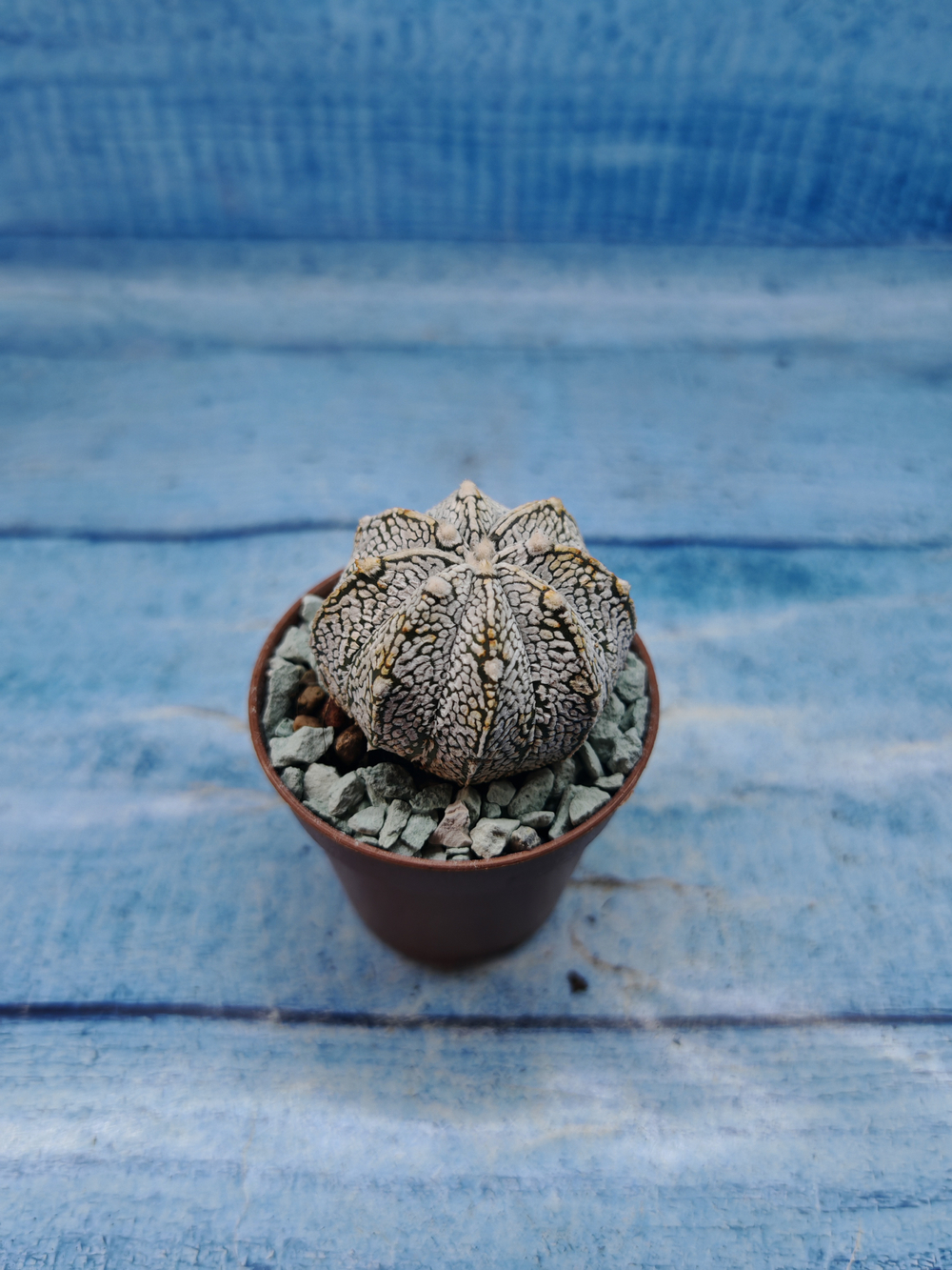 Astrophytum Asterias "Super Kabuto" (Астрофитум)
