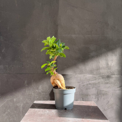 Фикус микрокарпа (Ficus microcarpa Ginseng)