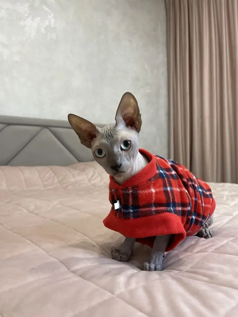 Одежда свитер для сфинксов кошек