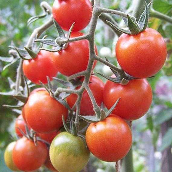 ЧЕРРИ БЛОСЭМ F1 семена томата купить