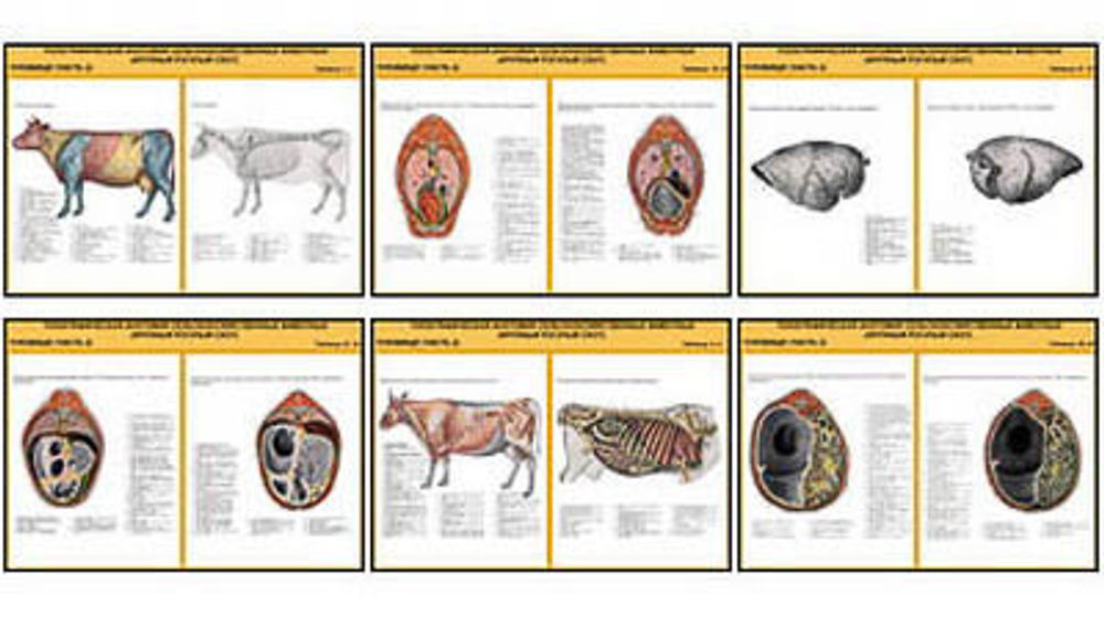 Плакаты ПРОФТЕХ &quot;Топограф. анатомия. Круп. рог. скот. Туловище&quot; (29 пл, винил, 70х100)