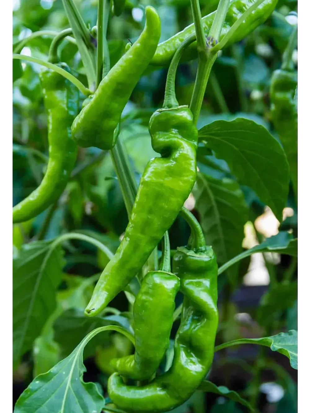 Семена зеленый перец Чили стручковый  домашний