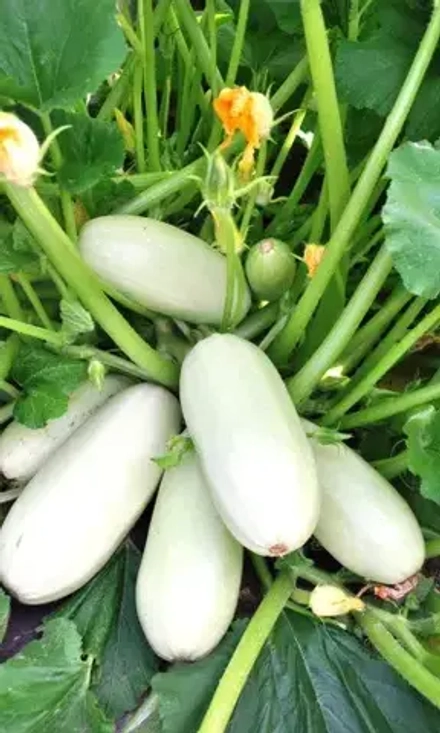 Кабачок Белоплодные 10шт УрДачник