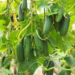 Cемена огурца Бьерн F1,  Enza Zaden,  7 шт.