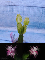 Schlumbergera cv. Double Delight (Шлюмбергера)