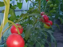 МЕЙ ШУАЙ F1 семена томата (Seminis | Alexagro)