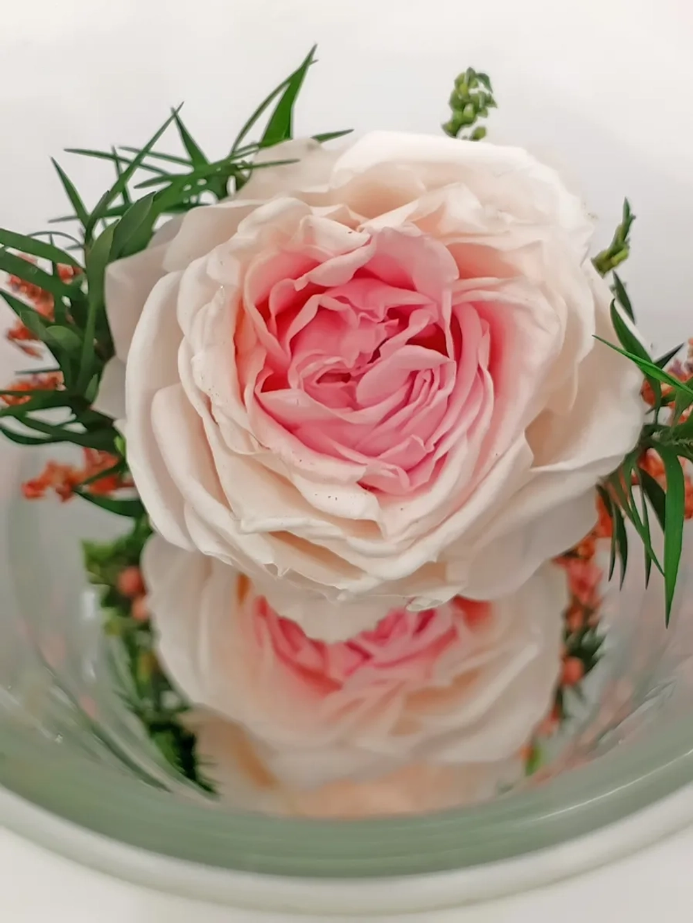 натуральные кустовые пионы в стекле, вакуум*