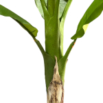 Банановая пальма 186 см.