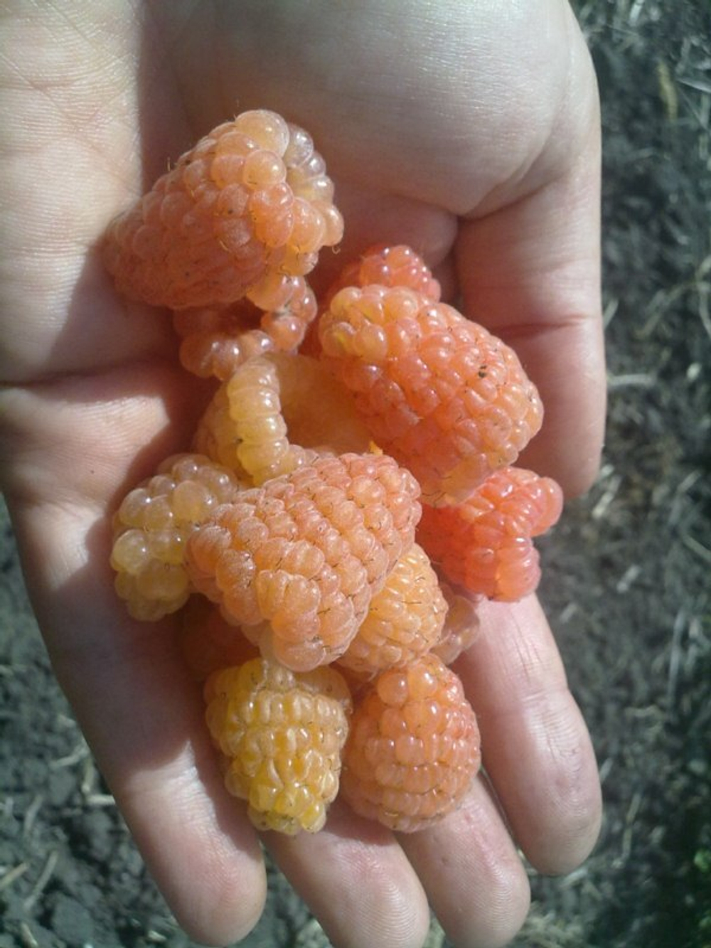 Малина ремонтантная сорт Оранжевое Чудо