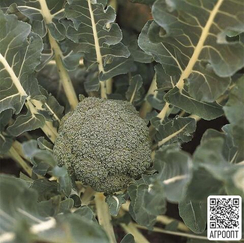 Лаки F1 семена капусты брокколи (Bejo / Бейо)