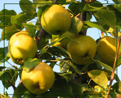 Груша Гвидон