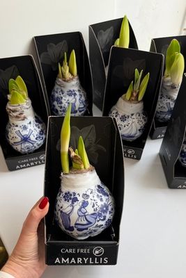 Амариллис в воске декор