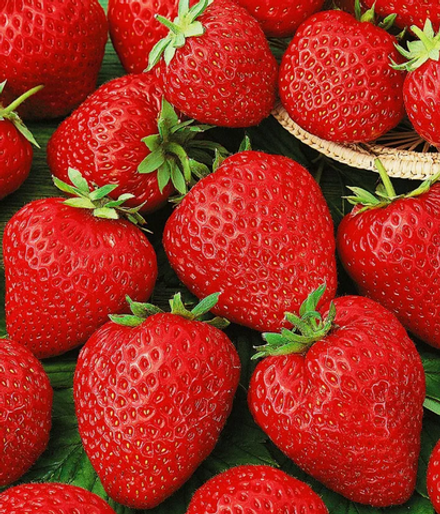 Клубника Корона рассада меристема