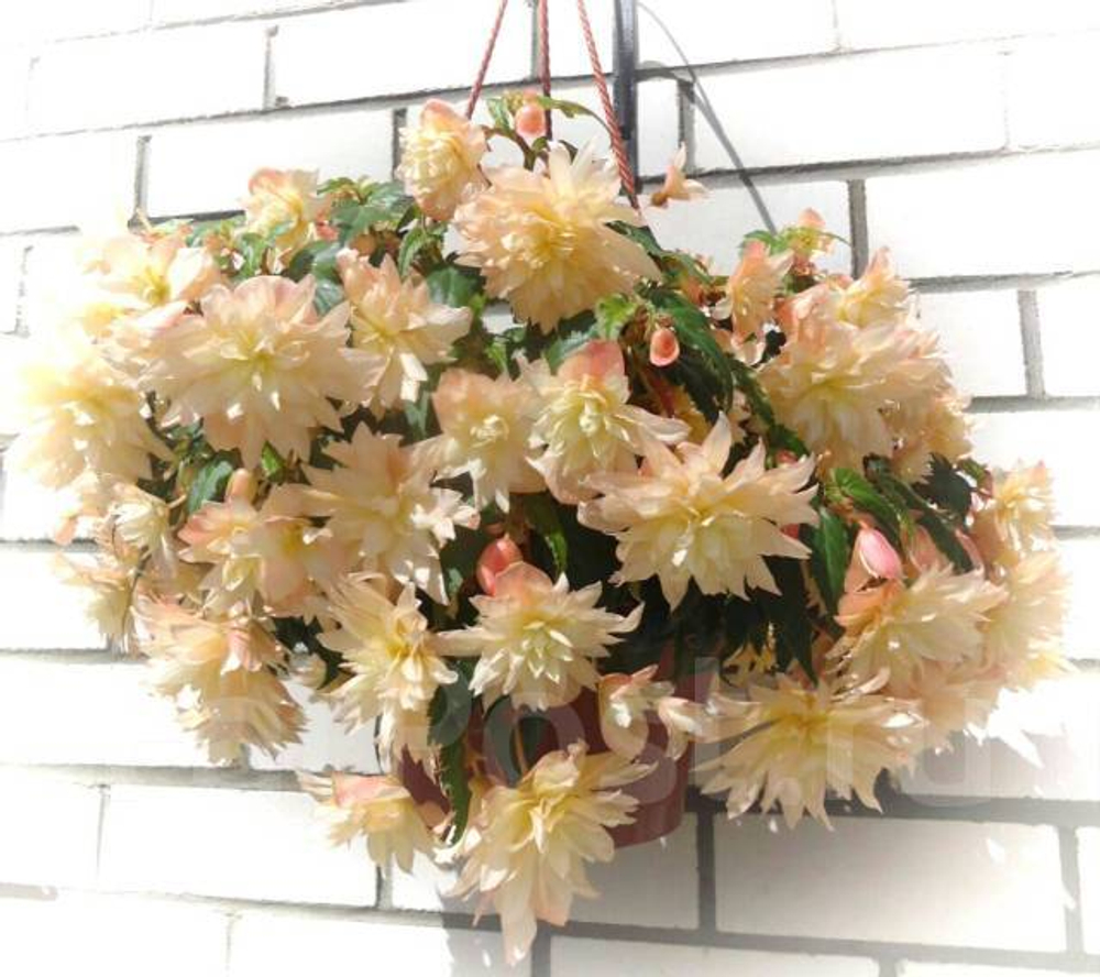 Begonia Belleconia Cream ЕВРО укорененный черенок ФЕВРАЛЬ 25
