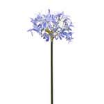 Агапантус индиго 60 см