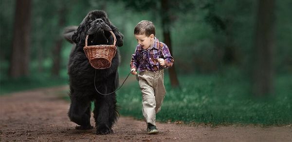 Как научить собаку командам