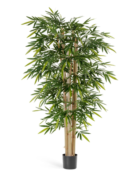 Бамбук Новый гигантский, в-150 см, 180 см, 210 см, 240 см, 270 см
