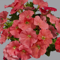 Петуния мультифлора Мамбо Джи Пи Салмон F1 (50др) Витагрин Профи