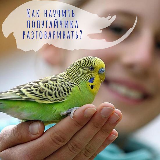 Как научить попугайчика разговаривать?