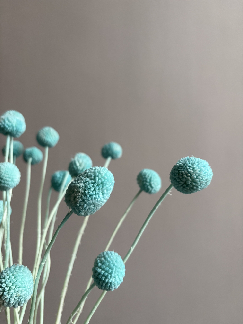 Краспедия стабилизированная голубая (упак 20 шт)