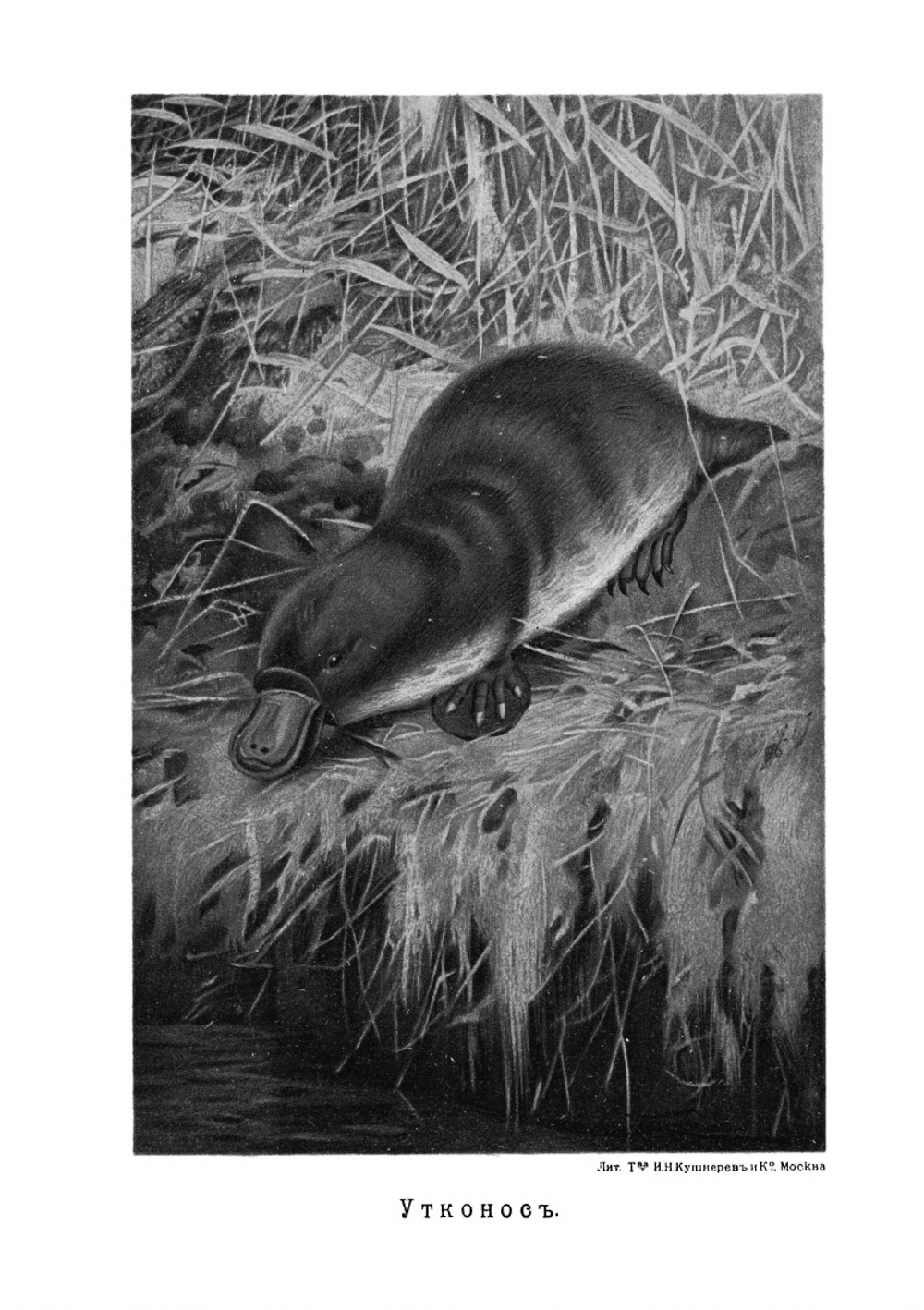 Страна живых ископаемых.. Черты из жизни животных Австралии | П. Вольногорский